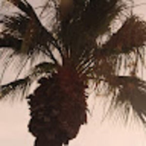 Meet your Posher, Shan